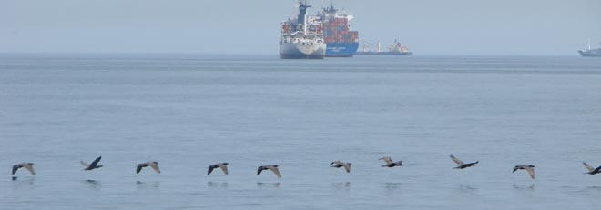 Pelicans of the Pacific  © BW Media